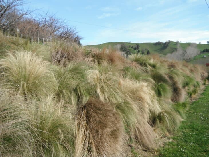 Mexican Feather Grass - Nassella tenuissima