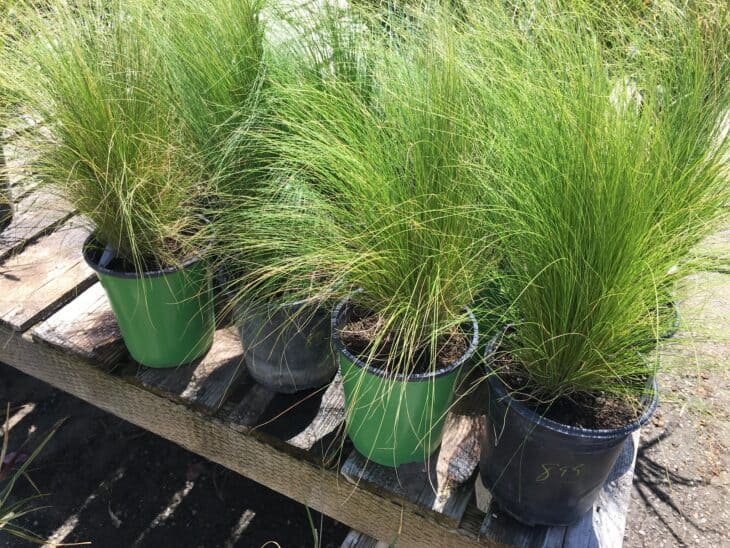 Mexican Feather Grass - Nassella tenuissima