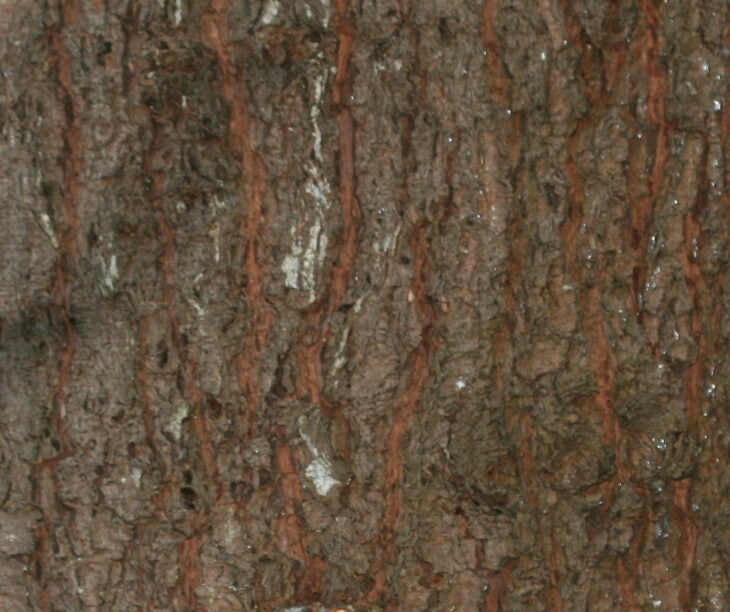 Mexican Pine - Pinus ayacahuite