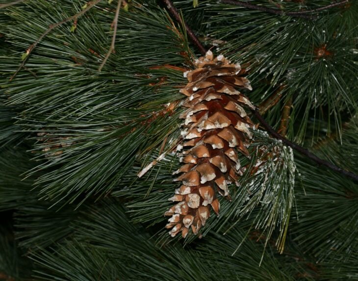 Mexican Pine - Pinus ayacahuite