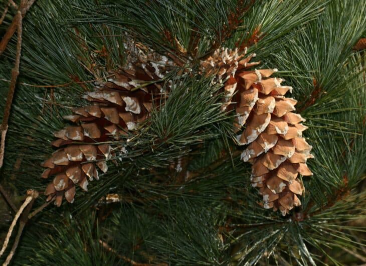 Mexican Pine - Pinus ayacahuite