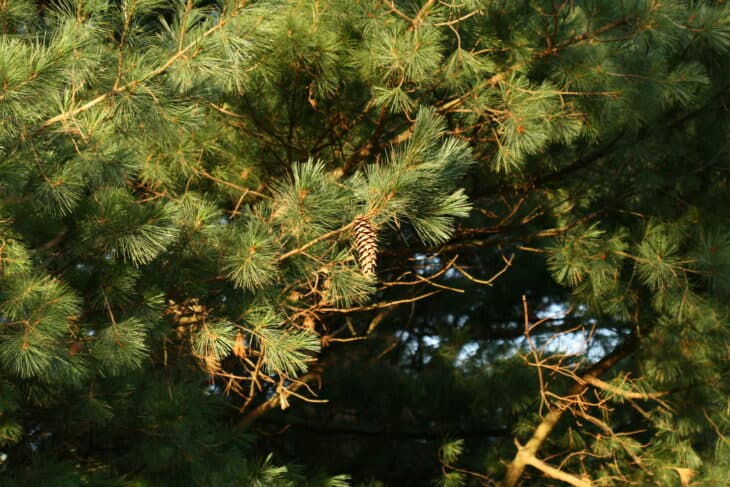 Mexican Pine - Pinus ayacahuite
