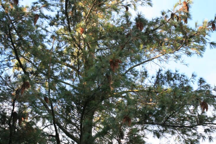 Mexican Pine - Pinus ayacahuite