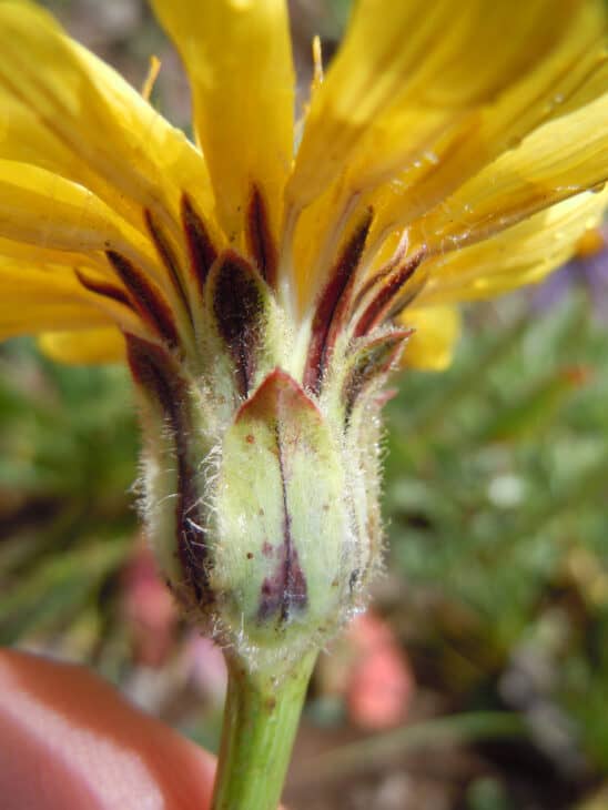 Mountain Dandelion - Agoseris glauca