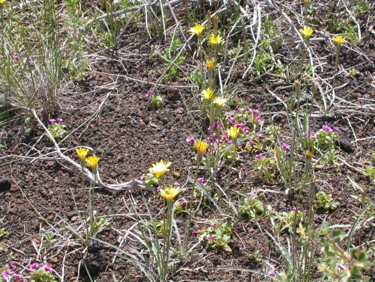 Mountain Dandelion - Agoseris glauca