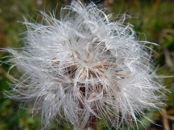 Mountain Dandelion - Agoseris glauca