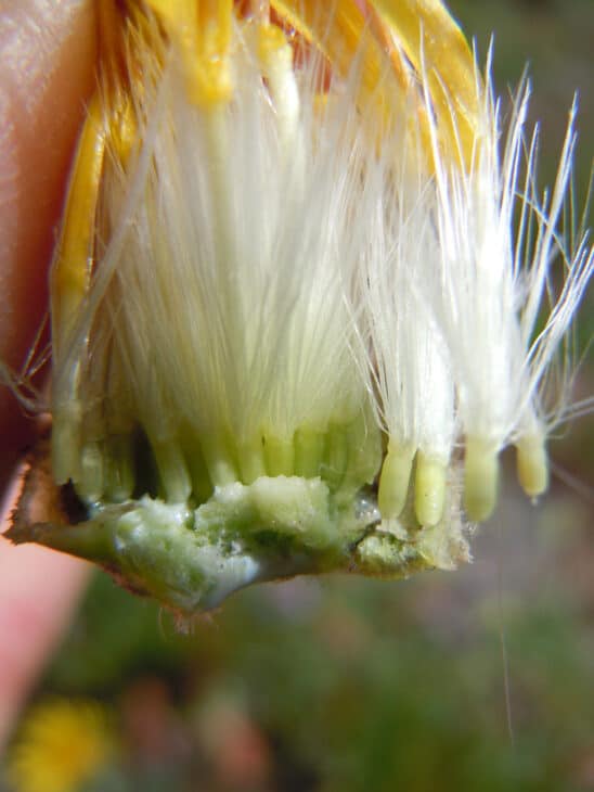 Mountain Dandelion - Agoseris glauca