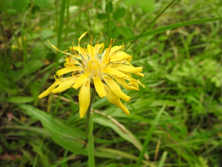 Mountain Dandelion - Agoseris glauca