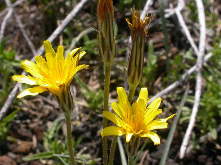 Mountain Dandelion - Agoseris glauca