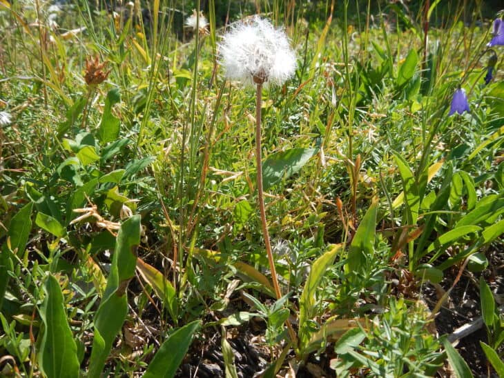 Mountain Dandelion - Agoseris glauca