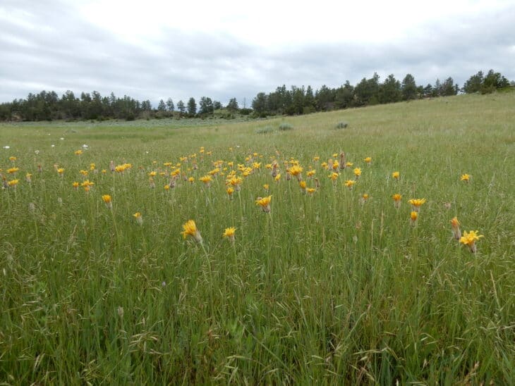 Mountain Dandelion - Agoseris glauca