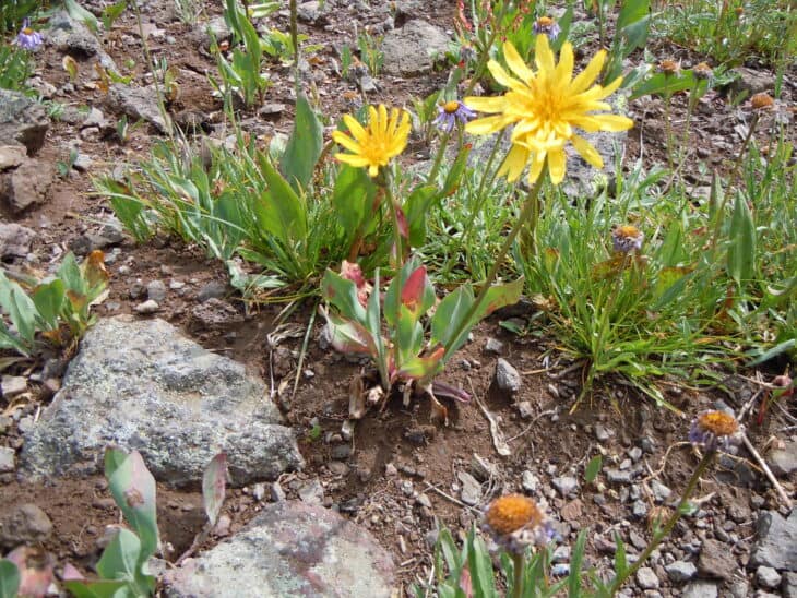 Mountain Dandelion - Agoseris glauca