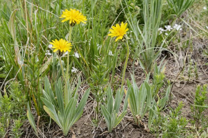 Mountain Dandelion - Agoseris glauca