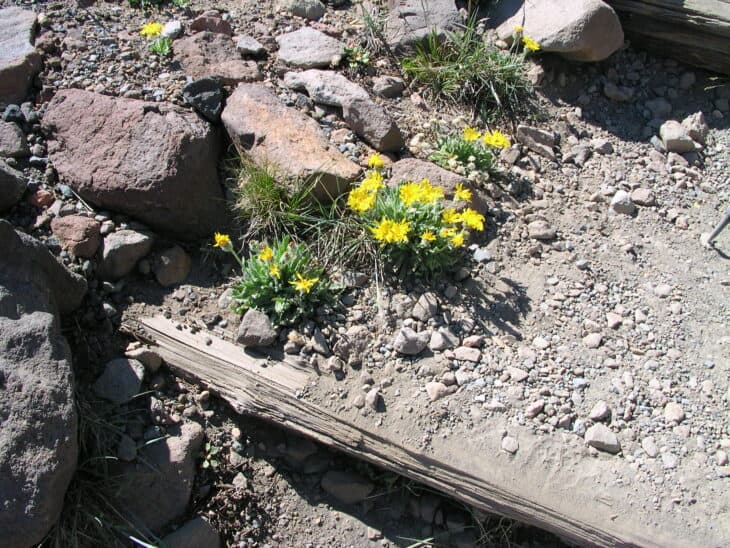 Mountain Dandelion - Agoseris glauca