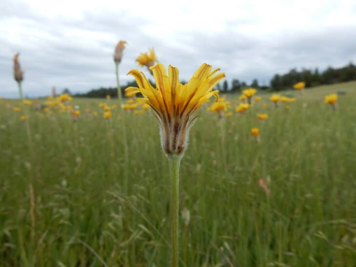 Mountain Dandelion - Agoseris glauca