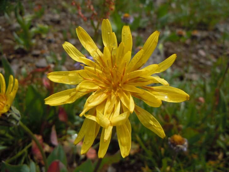 Mountain Dandelion - Agoseris glauca