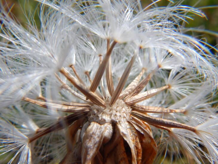 Mountain Dandelion - Agoseris glauca