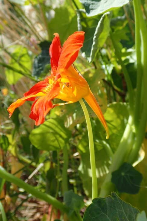 Nasturtiums - Tropaeolum spp