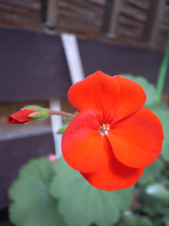 Nasturtiums - Tropaeolum spp
