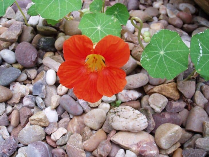 Nasturtiums - Tropaeolum spp