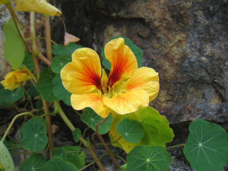 Nasturtiums - Tropaeolum spp