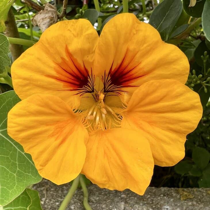 Nasturtiums - Tropaeolum spp
