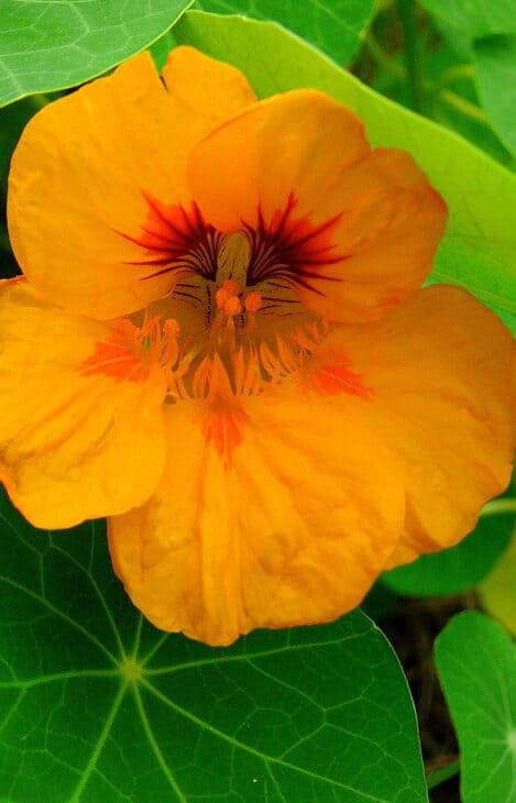 Nasturtiums - Tropaeolum spp