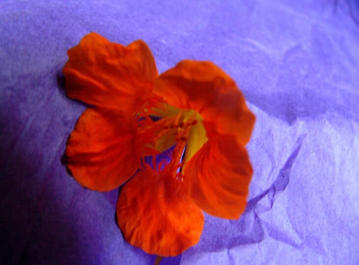 Nasturtiums - Tropaeolum spp