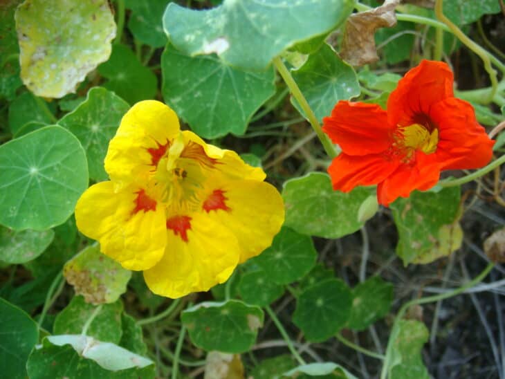 Nasturtiums - Tropaeolum spp