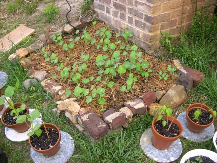 Nasturtiums - Tropaeolum spp