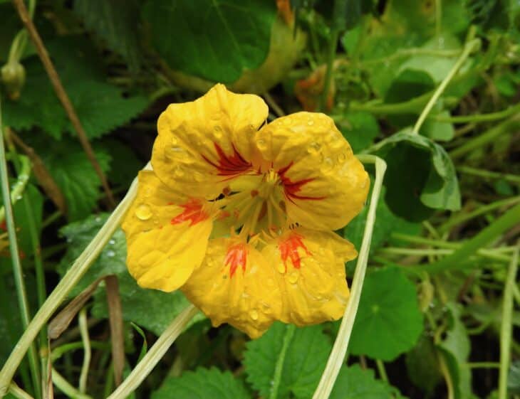 Nasturtiums - Tropaeolum spp