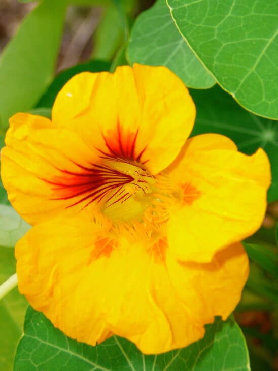 Nasturtiums - Tropaeolum spp