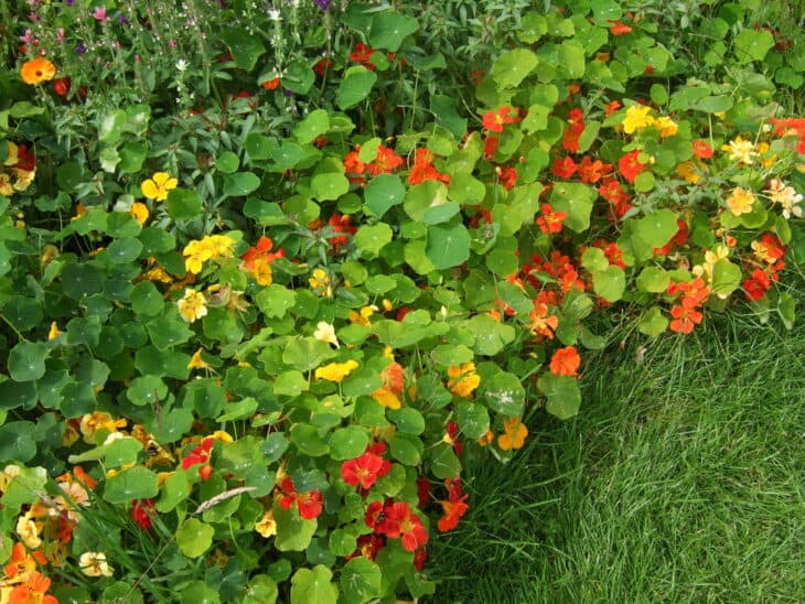 Nasturtiums - Tropaeolum spp