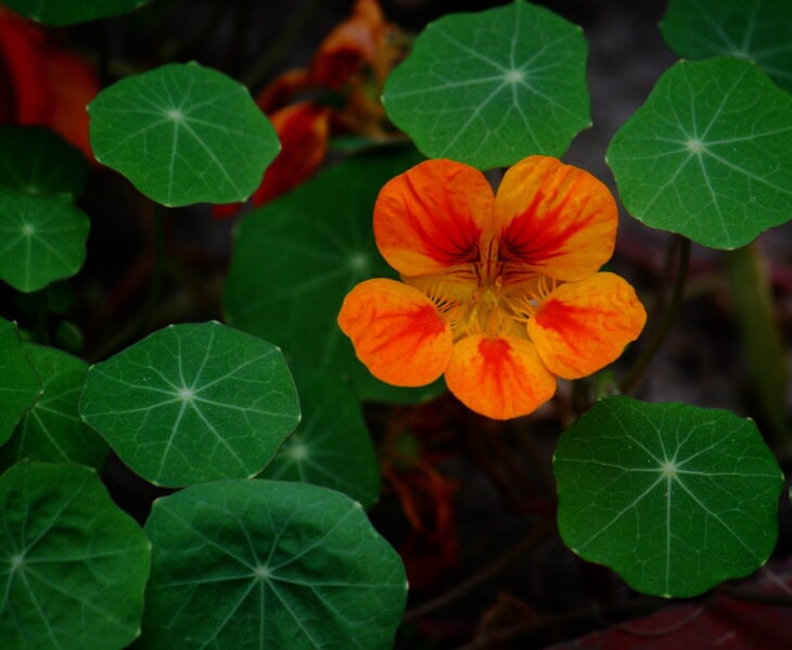 Nasturtiums - Tropaeolum spp