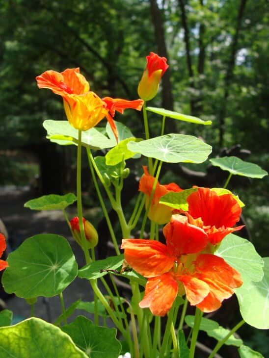 Nasturtiums - Tropaeolum spp