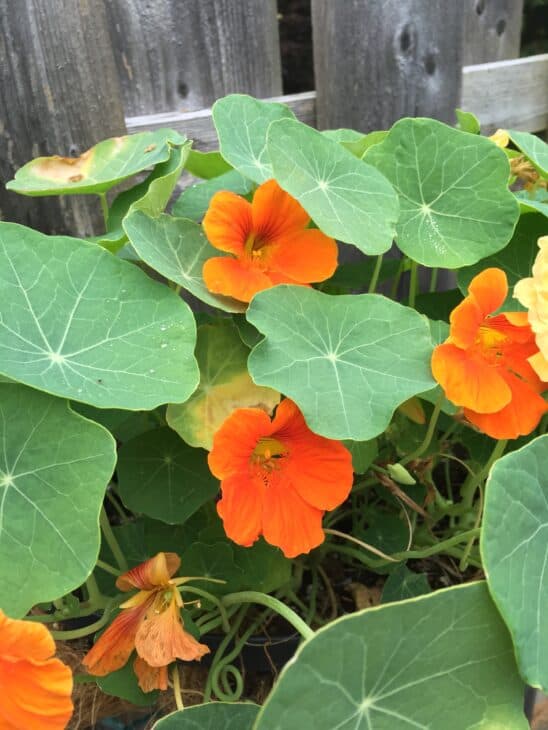 Nasturtiums - Tropaeolum spp