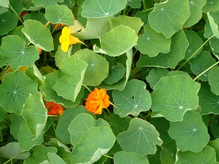 Nasturtiums - Tropaeolum spp