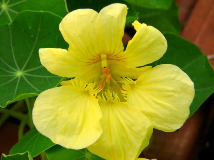 Nasturtiums - Tropaeolum spp
