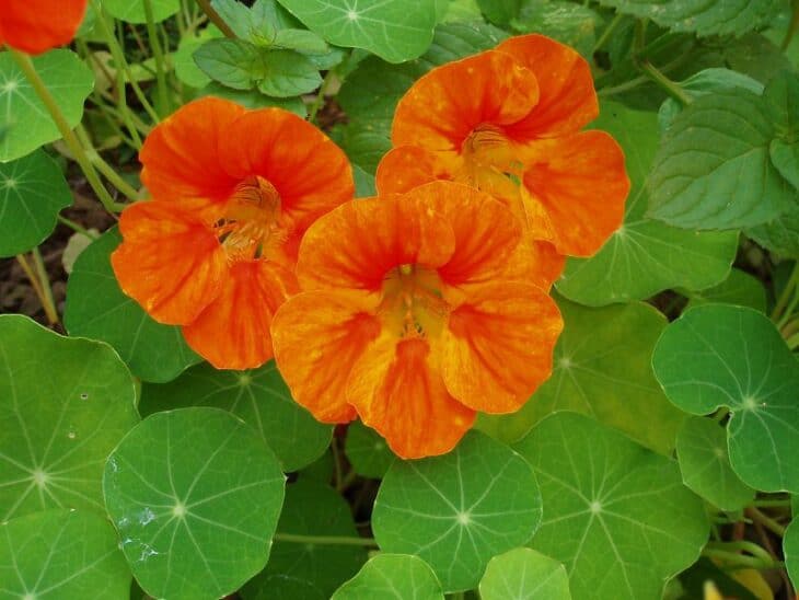 Nasturtiums - Tropaeolum spp