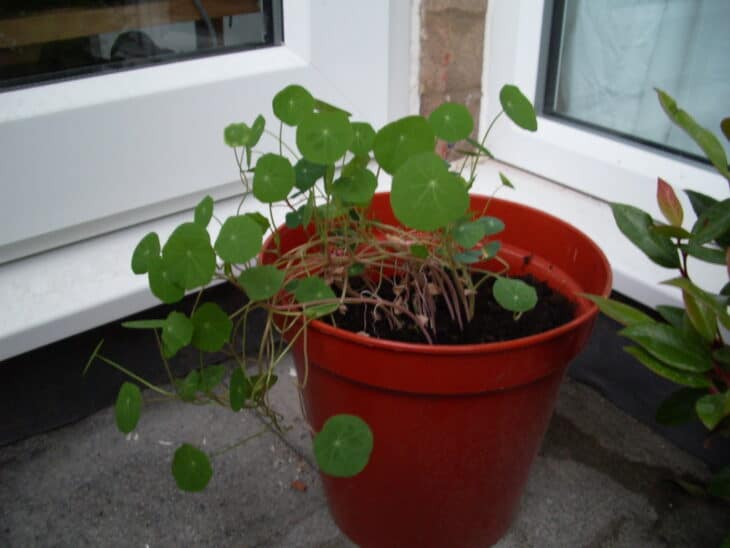 Nasturtiums - Tropaeolum spp