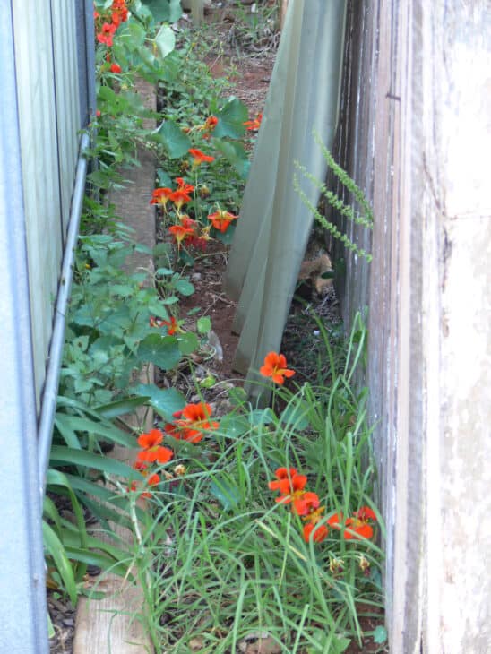 Nasturtiums - Tropaeolum spp