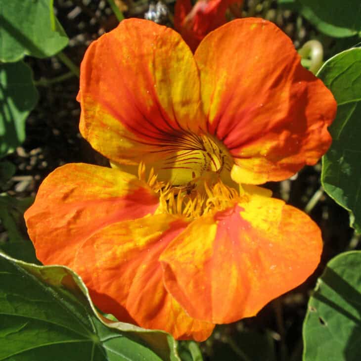 Nasturtiums - Tropaeolum spp