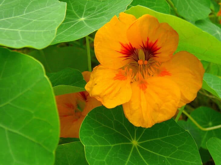 Nasturtiums - Tropaeolum spp