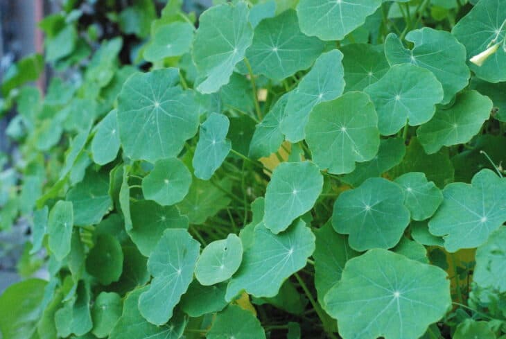 Nasturtiums - Tropaeolum spp