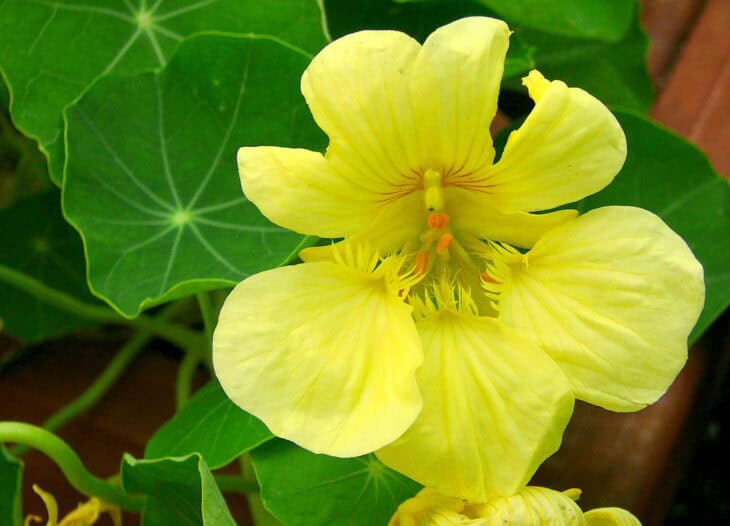 Nasturtiums - Tropaeolum spp