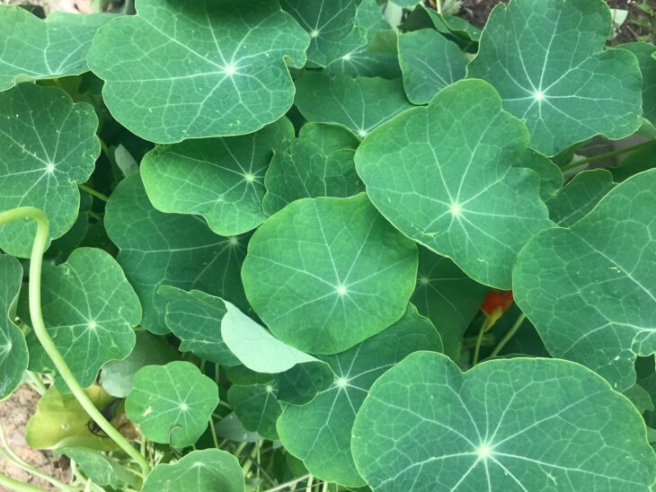 Nasturtiums - Tropaeolum spp