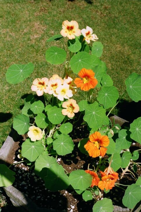 Nasturtiums - Tropaeolum spp