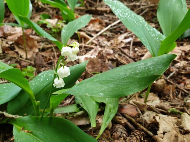 nature_forest_lily-of-the-valley_006