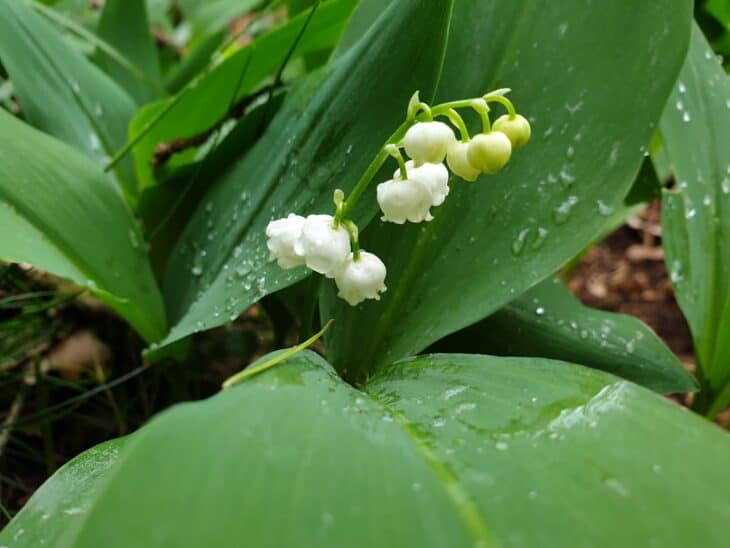 nature_forest_lily-of-the-valley_009