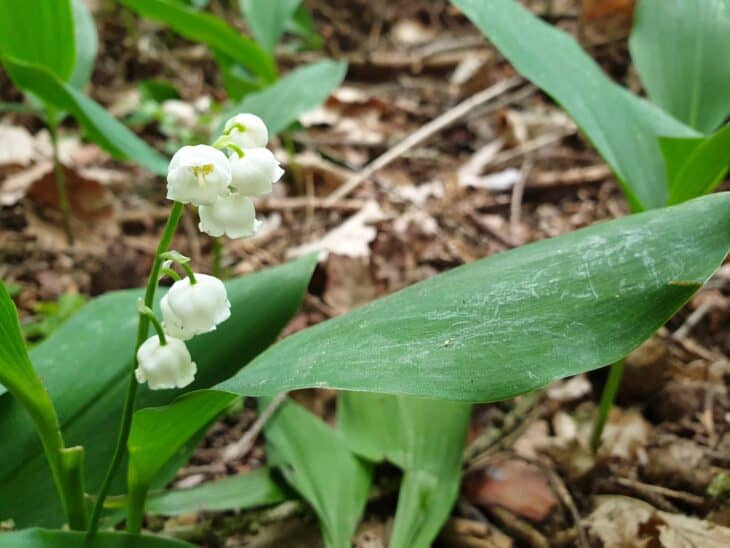 nature_forest_lily-of-the-valley_013
